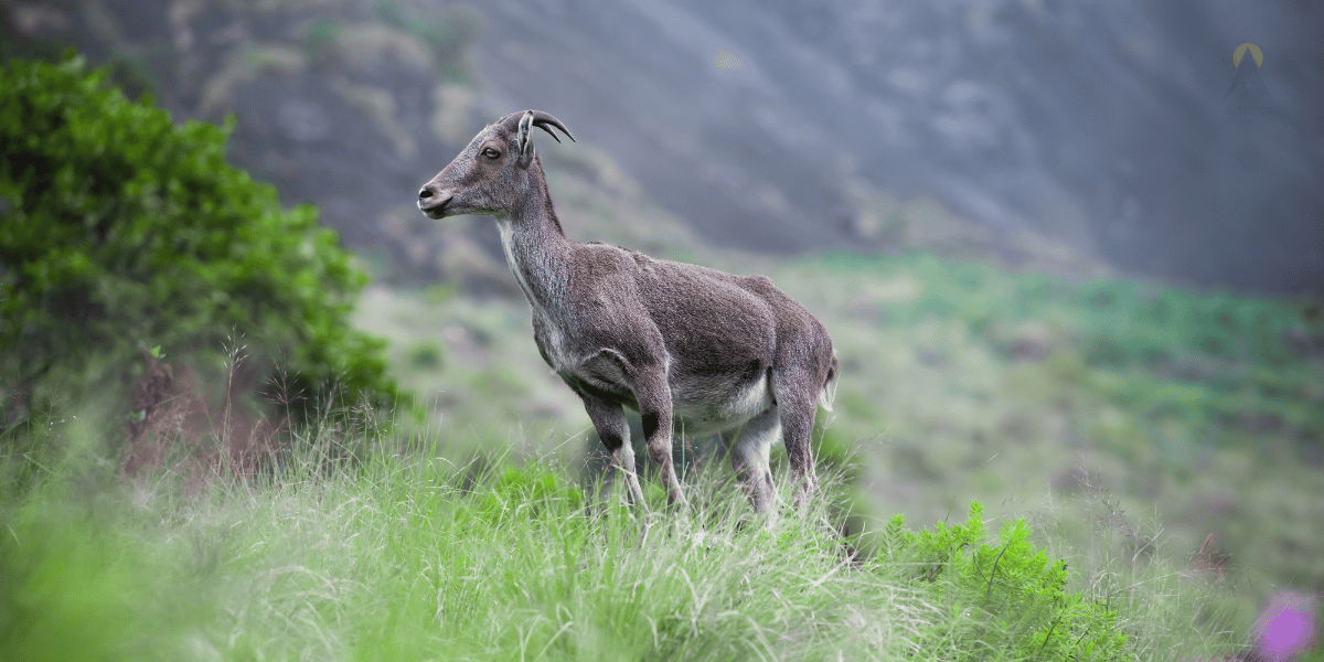 Eravikulam National Park Image